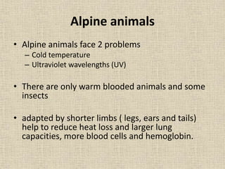 Alpine animals
• Alpine animals face 2 problems
– Cold temperature
– Ultraviolet wavelengths (UV)
• There are only warm blooded animals and some
insects
• adapted by shorter limbs ( legs, ears and tails)
help to reduce heat loss and larger lung
capacities, more blood cells and hemoglobin.
 