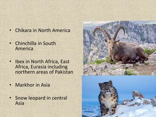 • Chikara in North America
• Chinchilla in South
America
• Ibex in North Africa, East
Africa, Eurasia including
northern areas of Pakistan
• Markhor in Asia
• Snow leopard in central
Asia
 
