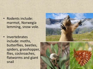 • Rodents include:
marmot, Norwegia
lemming, snow vole.
• Invertebrates
include: moths,
butterflies, beetles,
spiders, grasshopper,
flies, cockroaches,
flatworms and giant
snail
 