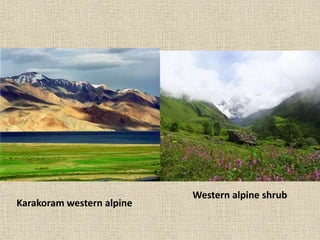 Western alpine shrub
Karakoram western alpine
 