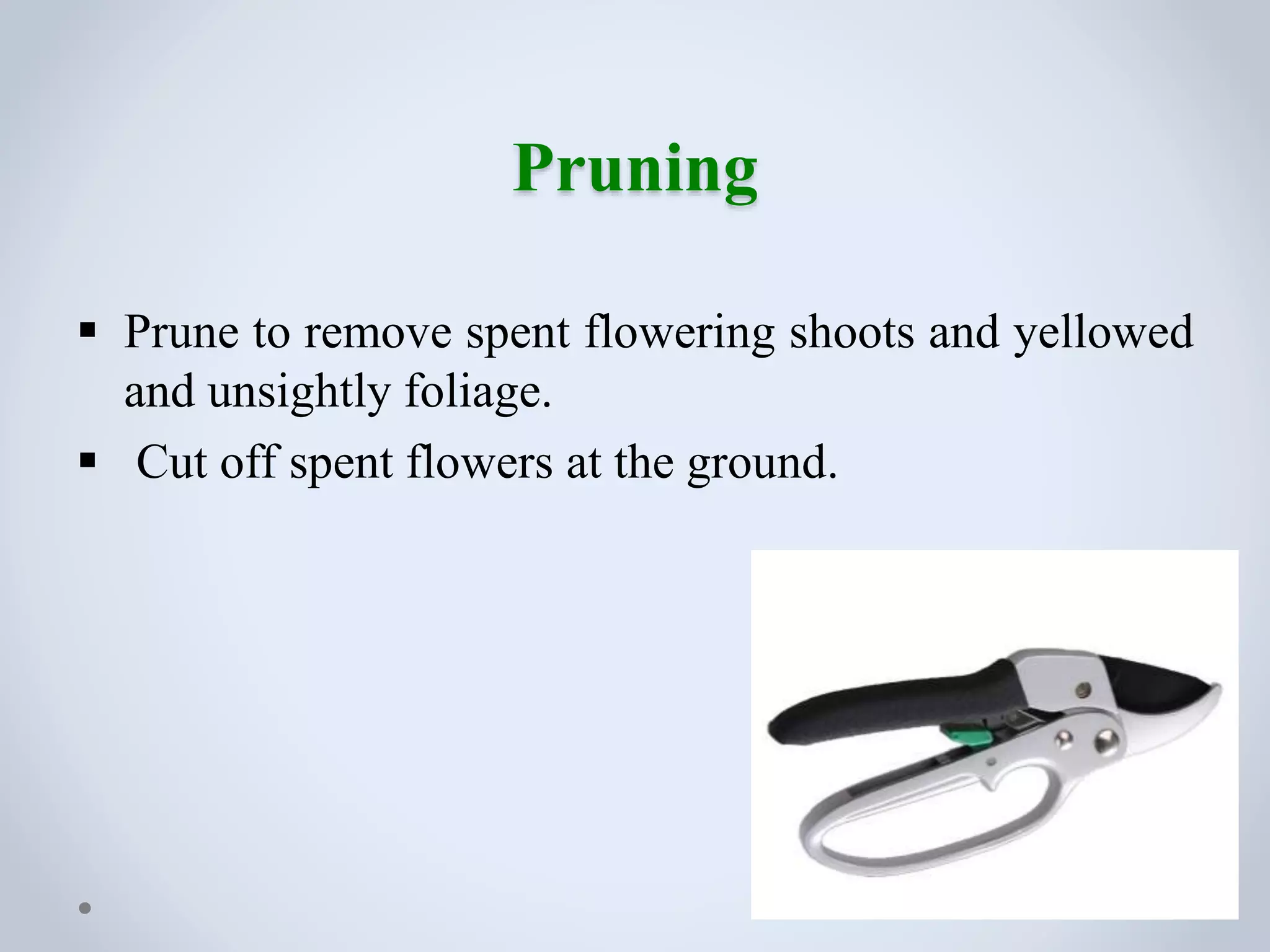 Pruning
 Prune to remove spent flowering shoots and yellowed
and unsightly foliage.
 Cut off spent flowers at the ground.
 