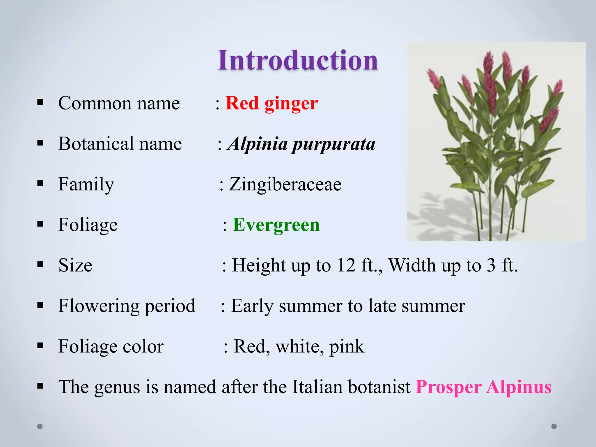 Introduction
 Common name : Red ginger
 Botanical name : Alpinia purpurata
 Family : Zingiberaceae
 Foliage : Evergreen
 Size : Height up to 12 ft., Width up to 3 ft.
 Flowering period : Early summer to late summer
 Foliage color : Red, white, pink
 The genus is named after the Italian botanist Prosper Alpinus
 