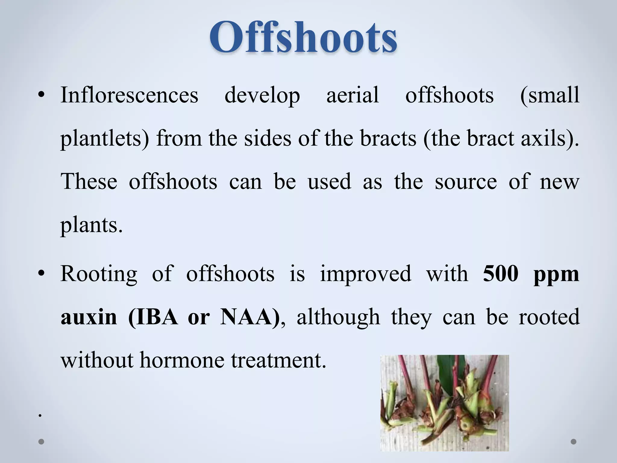 Offshoots
• Inflorescences develop aerial offshoots (small
plantlets) from the sides of the bracts (the bract axils).
These offshoots can be used as the source of new
plants.
• Rooting of offshoots is improved with 500 ppm
auxin (IBA or NAA), although they can be rooted
without hormone treatment.
.
 