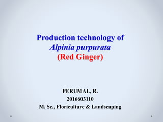 Production technology of
Alpinia purpurata
(Red Ginger)
PERUMAL, R.
2016603110
M. Sc., Floriculture & Landscaping
 