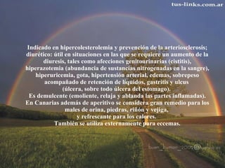 Indicado en hipercolesterolemia y prevención de la arteriosclerosis;  diurético: útil en situaciones en las que se requiere un aumento de la  diuresis, tales como afecciones genitourinarias (cistitis),  hiperazotemia (abundancia de sustancias nitrogenadas en la sangre),  hiperuricemia, gota, hipertensión arterial, edemas, sobrepeso  acompañado de retención de líquidos, gastritis y ulcus  (úlcera, sobre todo úlcera del estomago).  Es demulcente (emoliente, relaja y ablanda las partes inflamadas).  En Canarias además de aperitivo se considera gran remedio para los  males de orina, piedras, riñón y vejiga,  y refrescante para los calores.  También se utiliza externamente para eccemas. 