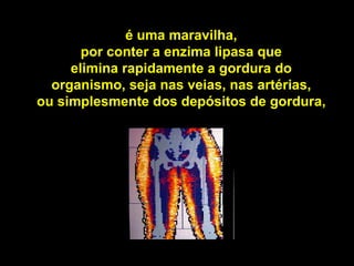 é uma maravilha,
       por conter a enzima lipasa que
     elimina rapidamente a gordura do
  organismo, seja nas veias, nas artérias,
ou simplesmente dos depósitos de gordura,
 