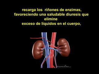 recarga los riñones de enzimas,
favoreciendo una saludable diuresis que
                elimine
    exceso de líquidos en el cuerpo,
 