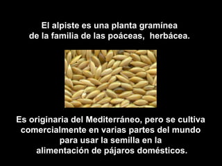 El alpiste es una planta gramínea
   de la familia de las poáceas, herbácea.




Es originaria del Mediterráneo, pero se cultiva
 comercialmente en varias partes del mundo
          para usar la semilla en la
     alimentación de pájaros domésticos.
 