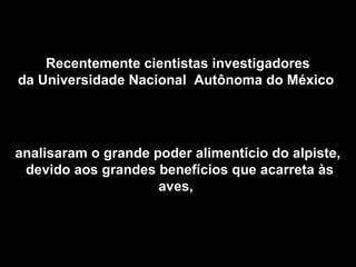 Recentemente cientistas investigadores
da Universidade Nacional Autônoma do México




analisaram o grande poder alimentício do alpiste,
 devido aos grandes benefícios que acarreta às
                     aves,
 