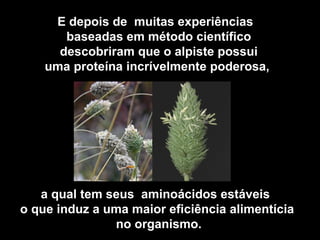 E depois de muitas experiências
       baseadas em método científico
      descobriram que o alpiste possui
    uma proteína incrívelmente poderosa,




   a qual tem seus aminoácidos estáveis
o que induz a uma maior eficiência alimentícia
               no organismo.
 