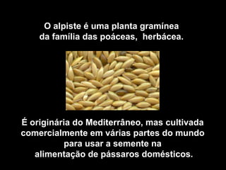 O alpiste é uma planta gramínea
    da família das poáceas, herbácea.




É originária do Mediterrâneo, mas cultivada
comercialmente em várias partes do mundo
          para usar a semente na
   alimentação de pássaros domésticos.
 