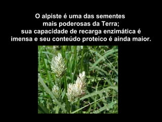 O alpiste é uma das sementes
          mais poderosas da Terra;
   sua capacidade de recarga enzimática é
imensa e seu conteúdo proteico é ainda maior.
 
