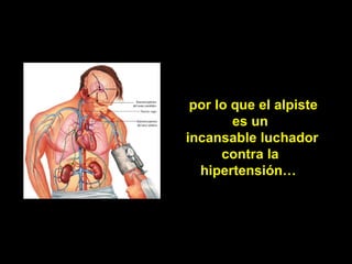 por lo que el alpiste
        es un
incansable luchador
      contra la
  hipertensión…
 