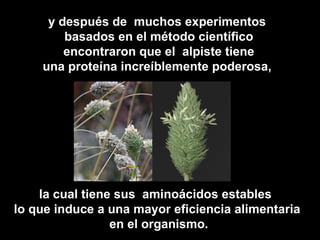 y después de muchos experimentos
        basados en el método científico
        encontraron que el alpiste tiene
    una proteína increíblemente poderosa,




    la cual tiene sus aminoácidos estables
lo que induce a una mayor eficiencia alimentaria
                 en el organismo.
 
