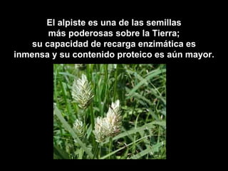 El alpiste es una de las semillas
        más poderosas sobre la Tierra;
    su capacidad de recarga enzimática es
inmensa y su contenido proteico es aún mayor.
 