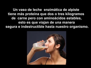 Un vaso de leche enzimática de alpiste
 tiene más proteína que dos o tres kilogramos
    de carne pero con aminoácidos estables,
        esto es que viajan de una manera
segura e indestructible hasta nuestro organismo.
 