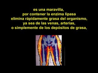 es una maravilla,
      por contener la enzima lipasa
elimina rápidamente grasa del organismo,
      ya sea de las venas, arterias,
o simplemente de los depósitos de grasa,
 