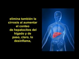 elimina también la
cirrosis al aumentar
      el conteo
 de hepatocitos del
     hígado y de
   paso, claro, lo
     desinflama,
 