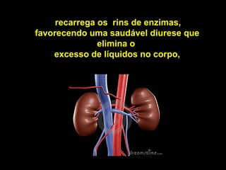 recarrega os rins de enzimas,
favorecendo uma saudável diurese que
               elimina o
    excesso de líquidos no corpo,
 
