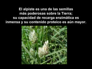 El alpiste es una de las semillas
más poderosas sobre la Tierra;
su capacidad de recarga enzimática es
inmensa y su contenido proteico es aún mayor.

 