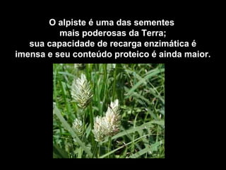 O alpiste é uma das sementes 
mais poderosas da Terra; 
sua capacidade de recarga enzimática é 
imensa e seu conteúdo proteico é ainda maior. 
 