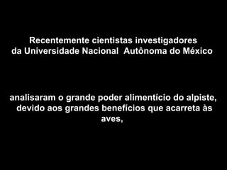 Recentemente cientistas investigadores
da Universidade Nacional Autônoma do México
analisaram o grande poder alimentício do alpiste,
devido aos grandes benefícios que acarreta às
aves,
 