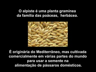 O alpiste é uma planta gramínea
da família das poáceas, herbácea.
É originária do Mediterrâneo, mas cultivada
comercialmente em várias partes do mundo
para usar a semente na
alimentação de pássaros domésticos.
 