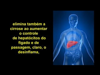 elimina também a
cirrose ao aumentar
o controle
de hepatócitos do
fígado e de
passagem, claro, o
desinflama,
 
