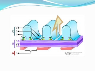 Renal disease->ultra structural changes of  the glomerular capillary basement membrane with absence of the immune phenomenon seen in other glomerular disease.
