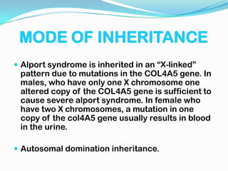 Alport syndrome is otherwise called as “single gene syndrome”