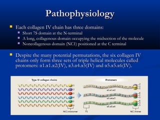 PathophysiologyPathophysiology
 Each collagen IV chain has three domains:Each collagen IV chain has three domains:
 Short 7S domain at the N-terminalShort 7S domain at the N-terminal
 A long, collagenous domain occupying the midsection of the moleculeA long, collagenous domain occupying the midsection of the molecule
 Noncollagenous domain (NC1) positioned at the C terminalNoncollagenous domain (NC1) positioned at the C terminal
 Despite the many potential permutations, the six collagen IVDespite the many potential permutations, the six collagen IV
chains only form three sets of triple helical molecules calledchains only form three sets of triple helical molecules called
protomers: α1.α1.α2(IV), α3.α4.α5(IV) and α5.α5.α6(IV).protomers: α1.α1.α2(IV), α3.α4.α5(IV) and α5.α5.α6(IV).
 