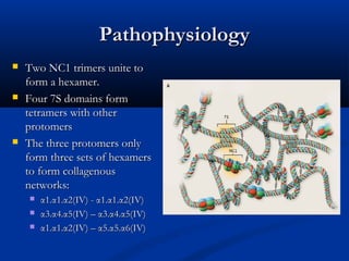 PathophysiologyPathophysiology
 Two NC1 trimers unite toTwo NC1 trimers unite to
form a hexamer.form a hexamer.
 Four 7S domains formFour 7S domains form
tetramers with othertetramers with other
protomersprotomers
 The three protomers onlyThe three protomers only
form three sets of hexamersform three sets of hexamers
to form collagenousto form collagenous
networks:networks:
 α1.α1.α2(α1.α1.α2(IVIV) - α1.α1.α2() - α1.α1.α2(IVIV))
 α3.α4.α5(α3.α4.α5(IVIV) – α3.α4.α5() – α3.α4.α5(IVIV))
 α1.α1.α2(α1.α1.α2(IVIV) – α5.α5.α6() – α5.α5.α6(IVIV))
 