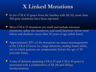 X Linked MutationsX Linked Mutations
 In theIn the COL4A5COL4A5 genes from the families with XLAS, more thangenes from the families with XLAS, more than
300 gene mutations have been reported.300 gene mutations have been reported.
 MostMost COL4A5COL4A5 mutations are small and include missensemutations are small and include missense
mutations, splice-site mutations, and small deletions where renalmutations, splice-site mutations, and small deletions where renal
failure and deafness occur after 30 years of age (adult form).failure and deafness occur after 30 years of age (adult form).
 Approximately 20% of the mutations are major rearrangementsApproximately 20% of the mutations are major rearrangements
at theat the COL4A5COL4A5 locus (i.e., large deletions, reading frame shifts,locus (i.e., large deletions, reading frame shifts,
etc) in which patients are symptomatic before the age of 30etc) in which patients are symptomatic before the age of 30
(juvenile form).(juvenile form).
 A rare of deletion spanningA rare of deletion spanning COL4A5COL4A5 andand COL4A6COL4A6 genes isgenes is
associated with a combination of XLAS and diffuseassociated with a combination of XLAS and diffuse
leiomyomatosis.leiomyomatosis.
 