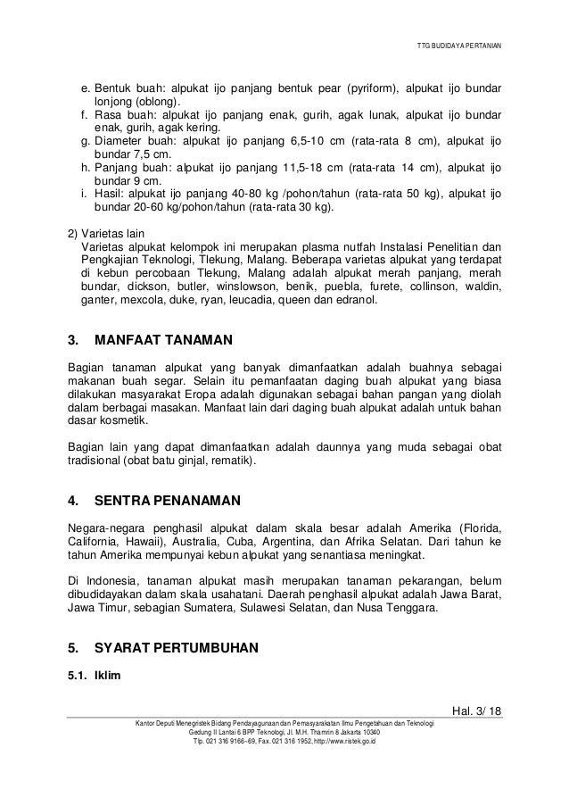 Budidaya Buah Alpukat Budidaya Buah Alpukat