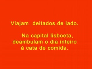 Viajam deitados de lado.
Na capital lisboeta,
deambulam o dia inteiro
à cata de comida.
 