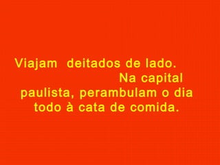 Viajam deitados de lado.
Na capital
paulista, perambulam o dia
todo à cata de comida.

 