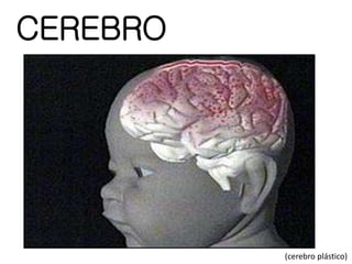 CEREBRO
(cerebro plástico)
 