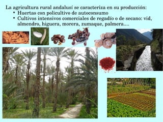 La agricultura rural andalusí se caracteriza en su producción:

Huertas con policultivo de autoconsumo

Cultivos intensivos comerciales de regadío o de secano: vid, 
almendro, higuera, morera, zumaque, palmera....  
 