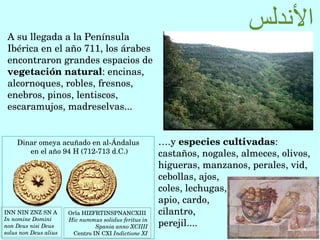 Orla HIZFRTINSPNANCXIII 
Hic nummus solidus feritus in 
Spania anno XCIIII
Centro IN CXI Indictione XI
Dinar omeya acuñado en al­Ándalus
 en el año 94 H (712­713 d.C.)
INN NIN ZNZ SN A
In nomine Domini 
non Deus nisi Deus 
solus non Deus alius
A su llegada a la Península 
Ibérica en el año 711, los árabes 
encontraron grandes espacios de 
vegetación natural: encinas, 
alcornoques, robles, fresnos, 
enebros, pinos, lentiscos, 
escaramujos, madreselvas...
….y especies cultivadas: 
castaños, nogales, almeces, olivos, 
higueras, manzanos, perales, vid,  
cebollas, ajos, 
coles, lechugas, 
apio, cardo, 
cilantro, 
perejil....
 