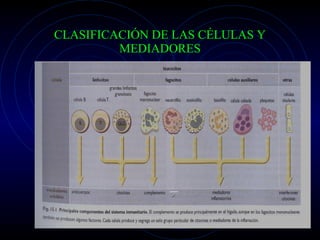 CLASIFICACIÓN DE LAS CÉLULAS Y MEDIADORES 