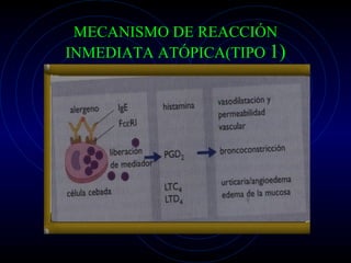 MECANISMO DE REACCIÓN INMEDIATA ATÓPICA(TIPO  1) 