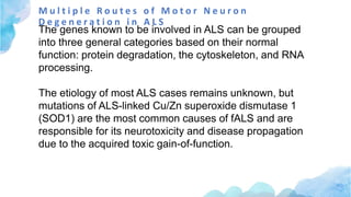 M u l t i p l e R o u t e s o f M o t o r N e u r o n
D e g e n e r a t i o n i n A L S
The genes known to be involved in ALS can be grouped
into three general categories based on their normal
function: protein degradation, the cytoskeleton, and RNA
processing.
The etiology of most ALS cases remains unknown, but
mutations of ALS-linked Cu/Zn superoxide dismutase 1
(SOD1) are the most common causes of fALS and are
responsible for its neurotoxicity and disease propagation
due to the acquired toxic gain-of-function.
 