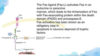 The Fas ligand (Fas-L) activates Fas in an
autocrine or paracrine
manner, which leads to the trimerization of Fas
with Fas-associating protein within the death
domain (FADD) and procaspase-8.
Fas activation has been shown as an
obligatory step in
apoptosis in neurons deprived of trophic
factors
 