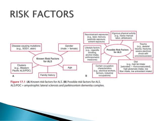 Amyotrophic lateral sclerosis (ALS) Motor neuron disorder | PDF