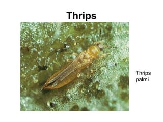 Thrips
Thrips
palmi
 