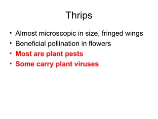 Thrips
• Almost microscopic in size, fringed wings
• Beneficial pollination in flowers
• Most are plant pests
• Some carry plant viruses
 