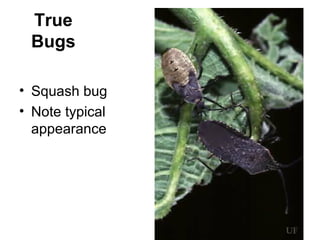 True
Bugs
• Squash bug
• Note typical
appearance
 