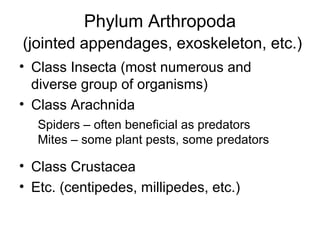 Phylum Arthropoda
(jointed appendages, exoskeleton, etc.)
• Class Insecta (most numerous and
diverse group of organisms)
• Class Arachnida
• Class Crustacea
• Etc. (centipedes, millipedes, etc.)
Spiders – often beneficial as predators
Mites – some plant pests, some predators
 