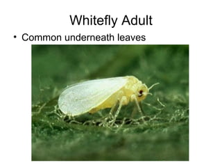 Whitefly Adult
• Common underneath leaves
 