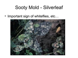 Sooty Mold - Silverleaf
• Important sign of whiteflies, etc…
 